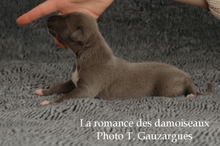 CHIOT WHIPPET ISSU DE L ELEVAGE DE LA ROMANCE DES DAMOISEAUX