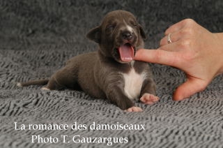 CHIOT WHIPPET ISSU DE L ELEVAGE DE LA ROMANCE DES DAMOISEAUX