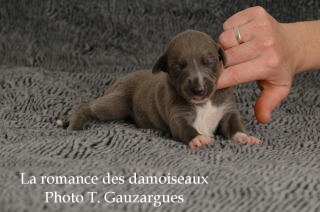 CHIOT WHIPPET ISSU DE L ELEVAGE DE LA ROMANCE DES DAMOISEAUX