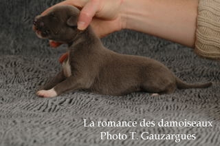 CHIOT WHIPPET ISSU DE L ELEVAGE DE LA ROMANCE DES DAMOISEAUX