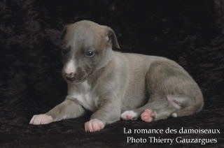 CHIOT WHIPPET ISSU DE L ELEVAGE DE LA ROMANCE DES DAMOISEAUX