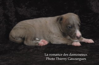 CHIOT WHIPPET ISSU DE L ELEVAGE DE LA ROMANCE DES DAMOISEAUX