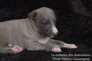 CHIOT WHIPPET ISSU DE L ELEVAGE DE LA ROMANCE DES DAMOISEAUX