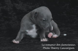 CHIOT WHIPPET ISSU DE L ELEVAGE DE LA ROMANCE DES DAMOISEAUX