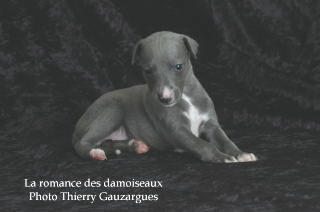 CHIOT WHIPPET ISSU DE L ELEVAGE DE LA ROMANCE DES DAMOISEAUX