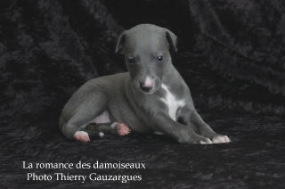 CHIOT WHIPPET ISSU DE L ELEVAGE DE LA ROMANCE DES DAMOISEAUX