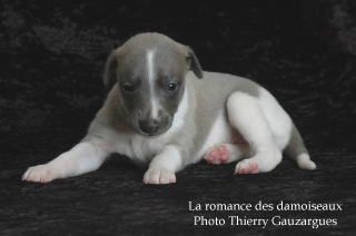 CHIOT WHIPPET ISSU DE L ELEVAGE DE LA ROMANCE DES DAMOISEAUX