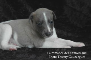 CHIOT WHIPPET ISSU DE L ELEVAGE DE LA ROMANCE DES DAMOISEAUX