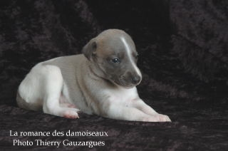 CHIOT WHIPPET ISSU DE L ELEVAGE DE LA ROMANCE DES DAMOISEAUX