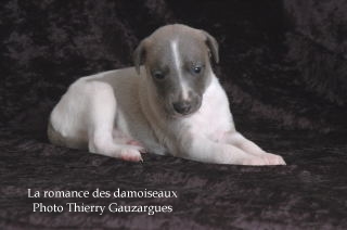 CHIOT WHIPPET ISSU DE L ELEVAGE DE LA ROMANCE DES DAMOISEAUX