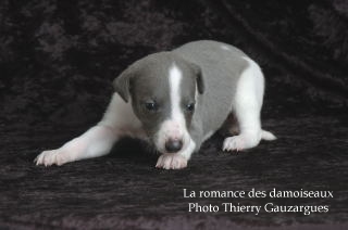 CHIOT WHIPPET ISSU DE L ELEVAGE DE LA ROMANCE DES DAMOISEAUX