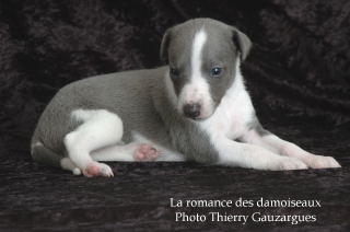 CHIOT WHIPPET ISSU DE L ELEVAGE DE LA ROMANCE DES DAMOISEAUX