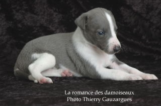 CHIOT WHIPPET ISSU DE L ELEVAGE DE LA ROMANCE DES DAMOISEAUX