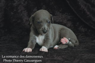 CHIOT WHIPPET ISSU DE L ELEVAGE DE LA ROMANCE DES DAMOISEAUX