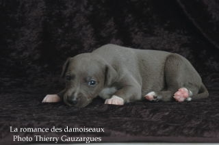 CHIOT WHIPPET ISSU DE L ELEVAGE DE LA ROMANCE DES DAMOISEAUX