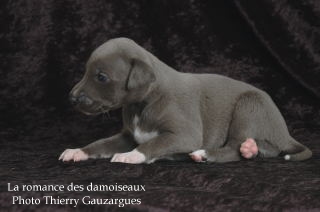 CHIOT WHIPPET ISSU DE L ELEVAGE DE LA ROMANCE DES DAMOISEAUX