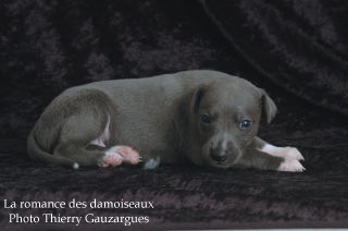 CHIOT WHIPPET ISSU DE L ELEVAGE DE LA ROMANCE DES DAMOISEAUX