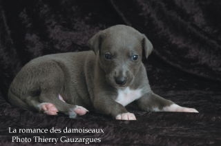 CHIOT WHIPPET ISSU DE L ELEVAGE DE LA ROMANCE DES DAMOISEAUX