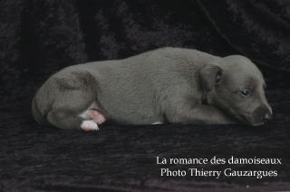 CHIOT WHIPPET ISSU DE L ELEVAGE DE LA ROMANCE DES DAMOISEAUX