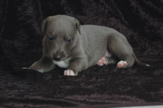 CHIOT WHIPPET ISSU DE L ELEVAGE DE LA ROMANCE DES DAMOISEAUX