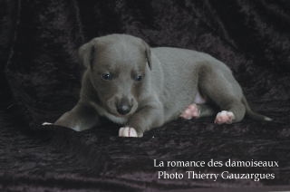 CHIOT WHIPPET ISSU DE L ELEVAGE DE LA ROMANCE DES DAMOISEAUX