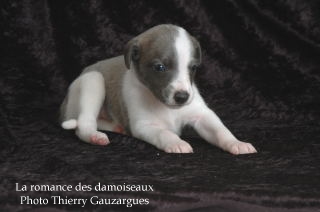 CHIOT WHIPPET ISSU DE L ELEVAGE DE LA ROMANCE DES DAMOISEAUX