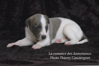 CHIOT WHIPPET ISSU DE L ELEVAGE DE LA ROMANCE DES DAMOISEAUX