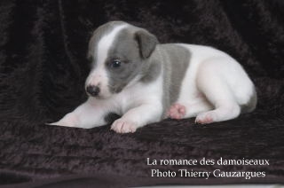 CHIOT WHIPPET ISSU DE L ELEVAGE DE LA ROMANCE DES DAMOISEAUX