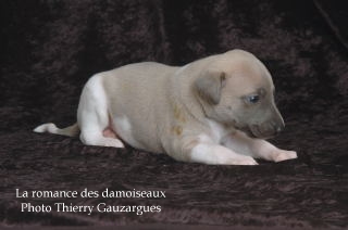 CHIOT WHIPPET ISSU DE L ELEVAGE DE LA ROMANCE DES DAMOISEAUX