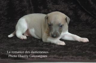 CHIOT WHIPPET ISSU DE L ELEVAGE DE LA ROMANCE DES DAMOISEAUX
