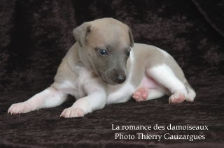 CHIOT WHIPPET ISSU DE L ELEVAGE DE LA ROMANCE DES DAMOISEAUX