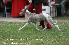 WHIPPET PRESENTE A L EXPOSITION INTERNATIONALE DE BRIVE 2008