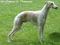 Standart whippet mle sable et blanc