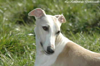 Whippet mle bicolore sable