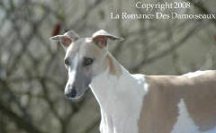 Whippet Cloptre de la Romance des Damoiseaux