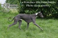  En photo notre whippet (male) Apothose xr de chambord