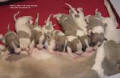 WHIPPET Majest et ses 10 bbs whippets