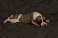 CHIOTS WHIPPET A RESERVER