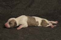 CHIOTS WHIPPET A RESERVER