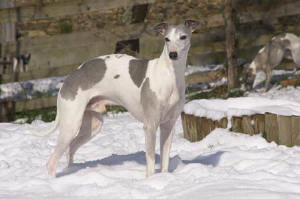  WHIPPET PHOTOGRAPHE THIERRY GAUZARGUES