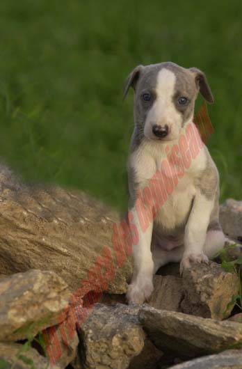 chiot