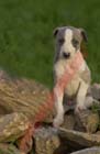 chiot