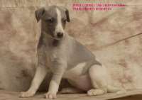 whippet Ultime de la romance des damoiseaux