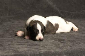 CHIOT MALE