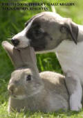 chiot whippet, CHIOTS WHIPPETS, bb whippet, porte whippet, naissances whippet