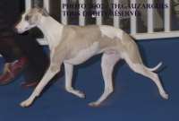 whippet suffisant de la romance des damoiseaux