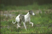 Lvrier whippet Nouvelle bringe noir et blanche chasse  vue