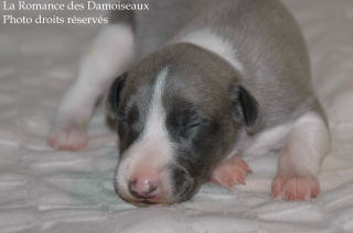 CHIOT WHIPPET DISPONIBLE A L ELEVAGE LA ROMANCE DES DAMOISEAUX