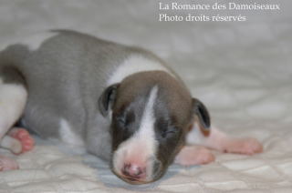 CHIOT WHIPPET DISPONIBLE A L ELEVAGE LA ROMANCE DES DAMOISEAUX