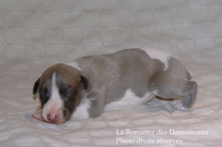 CHIOT WHIPPET DISPONIBLE A L ELEVAGE LA ROMANCE DES DAMOISEAUX